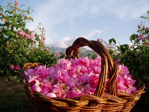 BULGARIA E LA VALLE DELLE ROSE (Giugno)